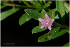 Rotula aquatica